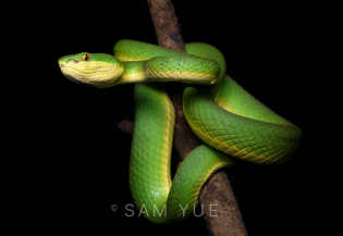 Bamboo pit viper, Hong Kong